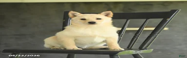 Fifi