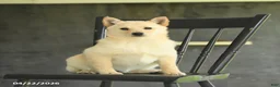 Schipperke dogs for sale: Fifi - Ad 1
