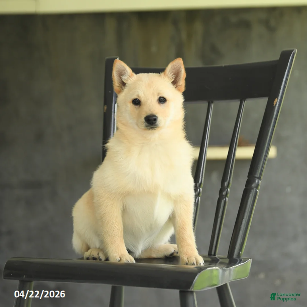 Schipperke dogs for sale: Fifi - Ad 1