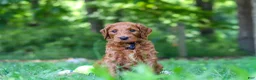 Goldendoodle dogs for sale: Evan - Ad 4