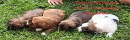 Havanese dogs for sale: Dark Red Female Havanese  - Ad 6