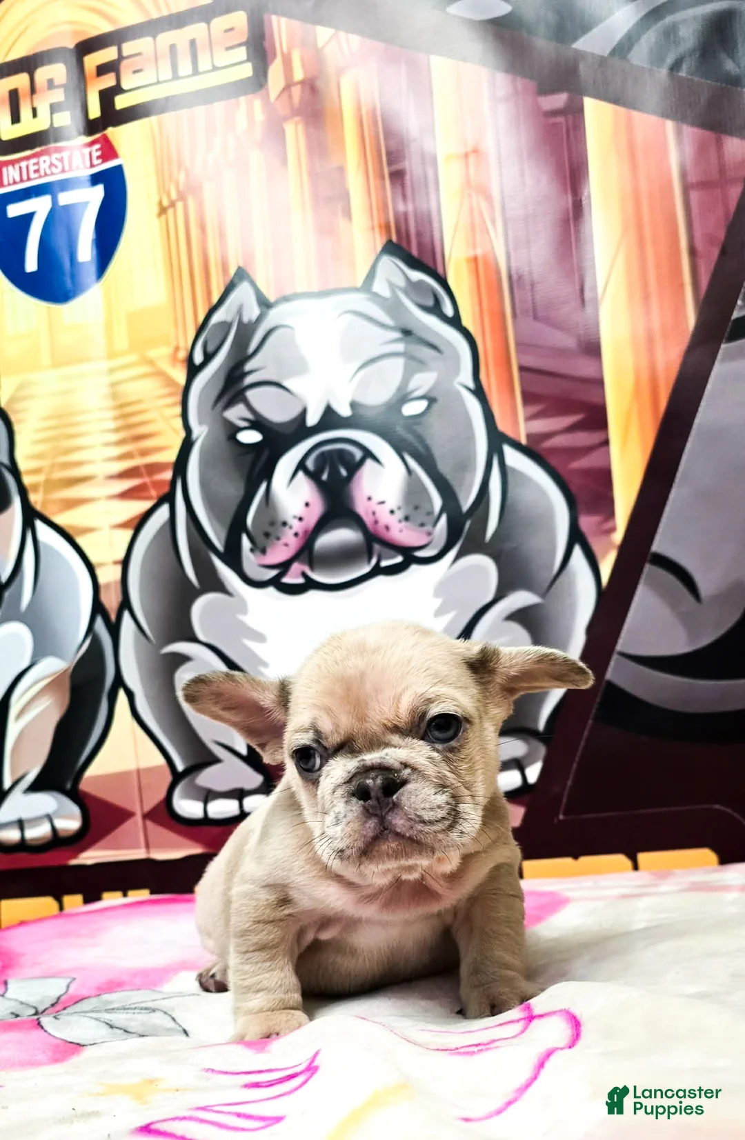 French Bulldog dogs for sale: Champ - Ad 3