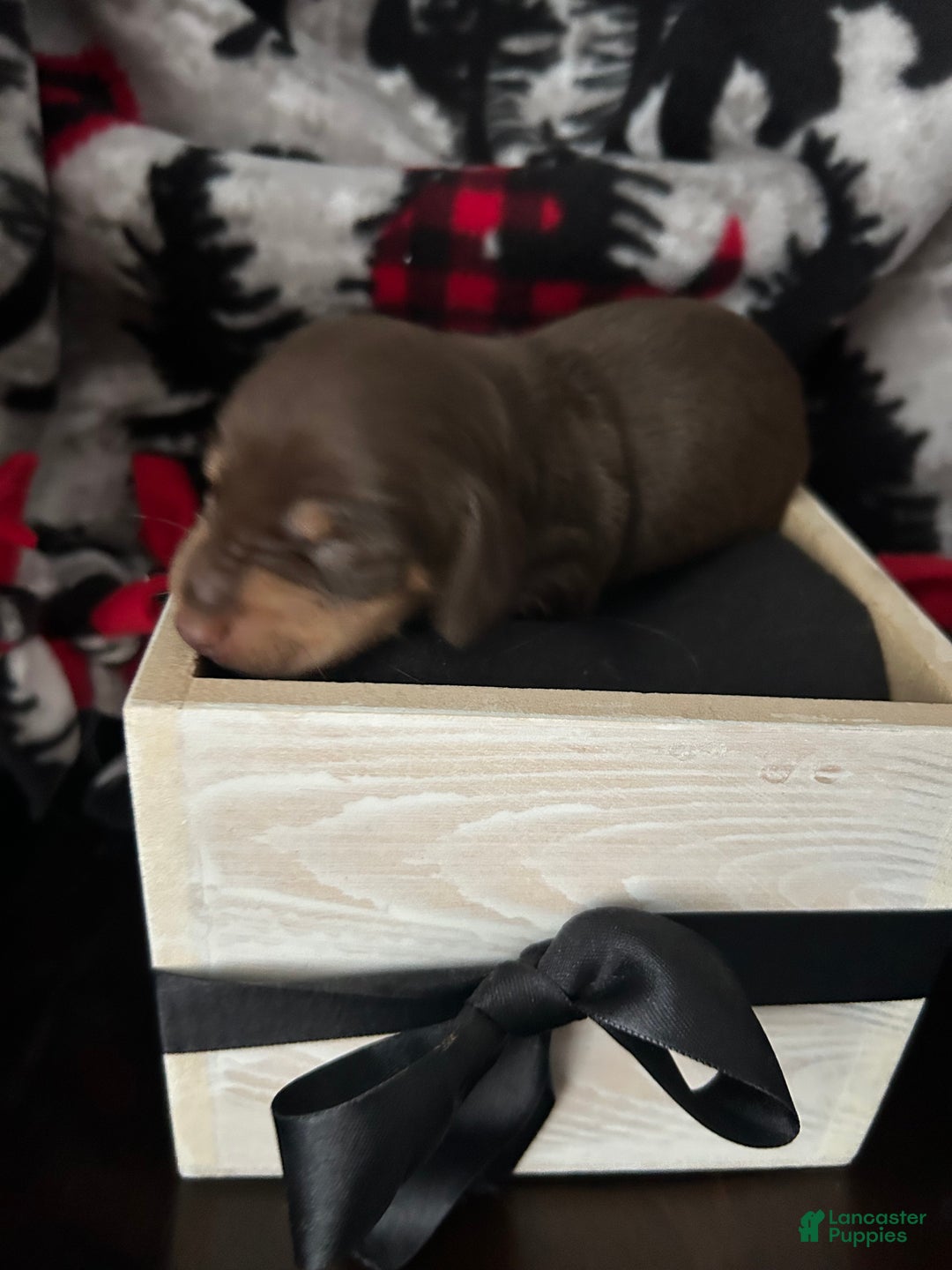 Miniature Dachshund dogs for sale: Miniature Dachshund Puppy 3 - Ad 7