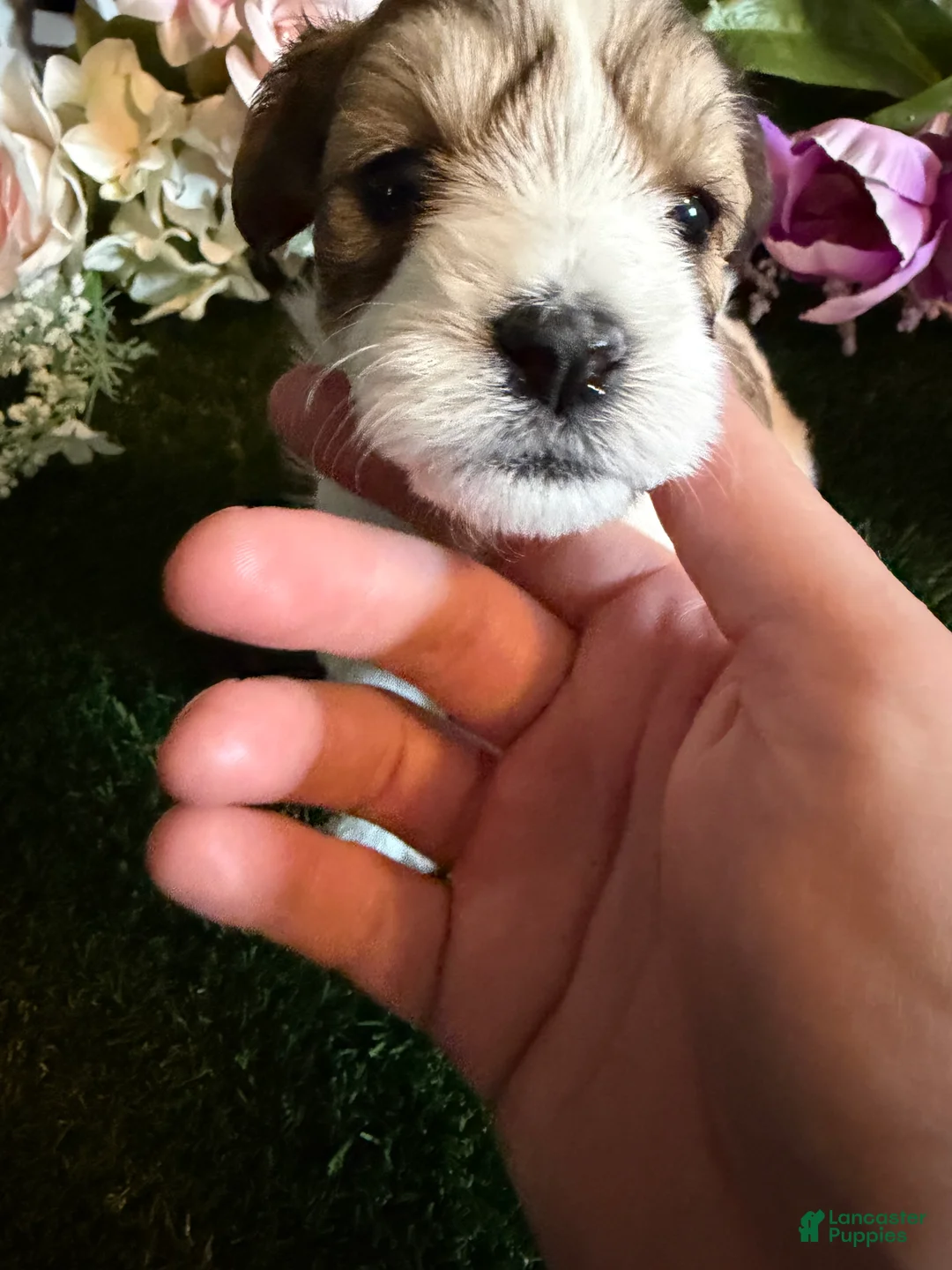 Mixed Breed dogs for sale: Girl 2 - Ad 1