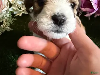 Mixed Breed dogs for sale: Girl 2 - Ad 1