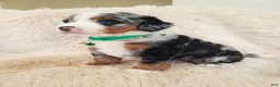 Mini Bernedoodle dogs for sale: FINN - Ad 2