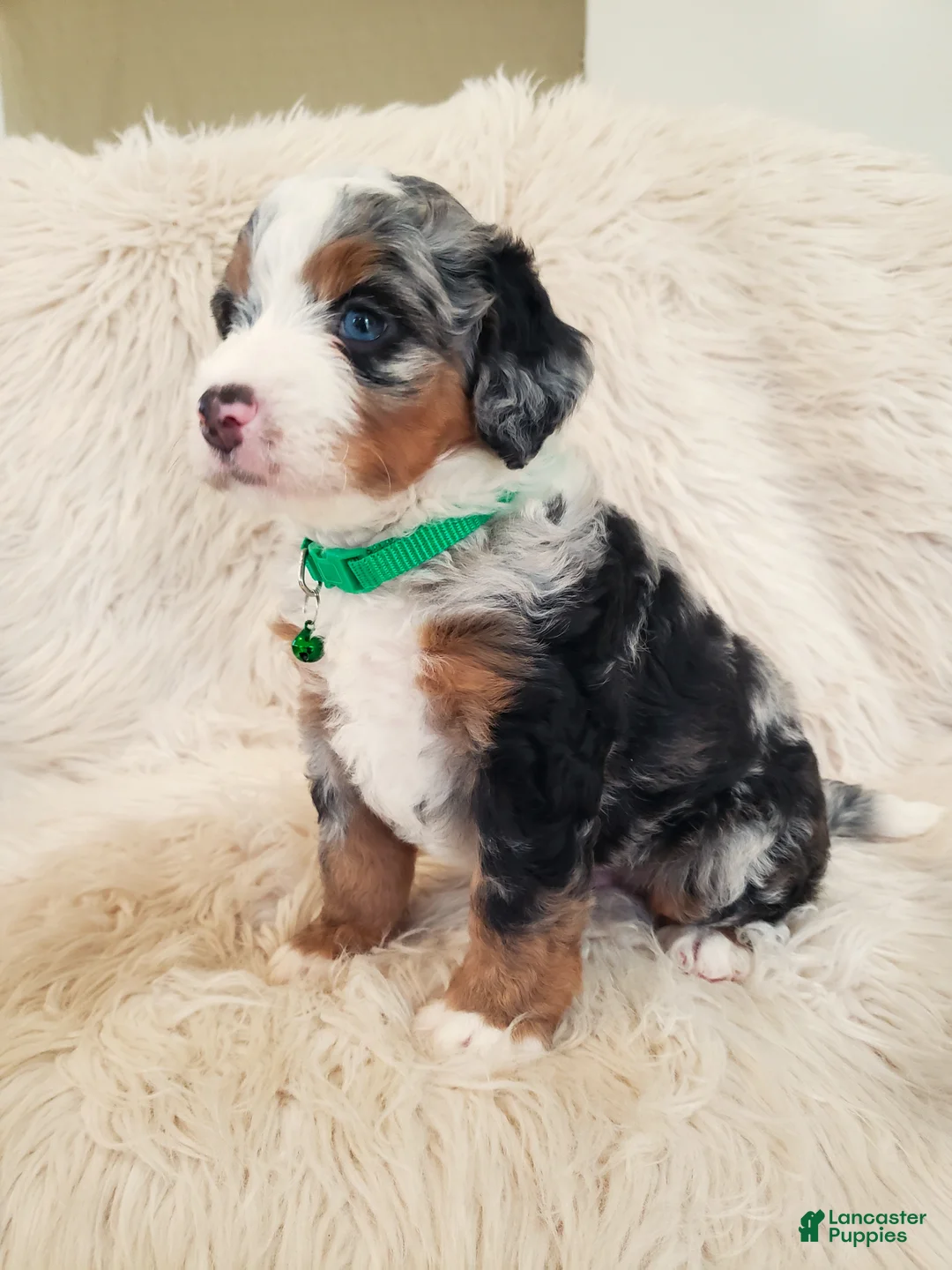 Mini Bernedoodle dogs for sale: FINN - Ad 2