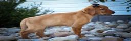 Labrador Retriever dogs for sale: NORMAN - Ad 5