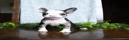 Boston Terrier dogs for sale: Emma - Ad 3