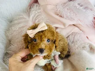 Toy Poodle dogs Toy Poodle Puppy 2 - Ad 27