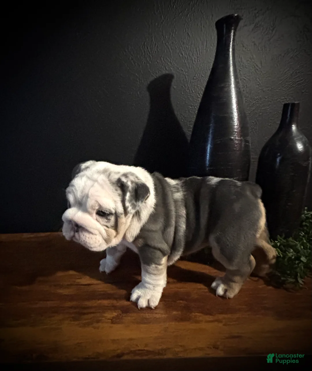 English Bulldog dogs for sale: Nova  - Ad 2