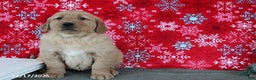 Golden Retriever dogs for sale: Beauty - Ad 2