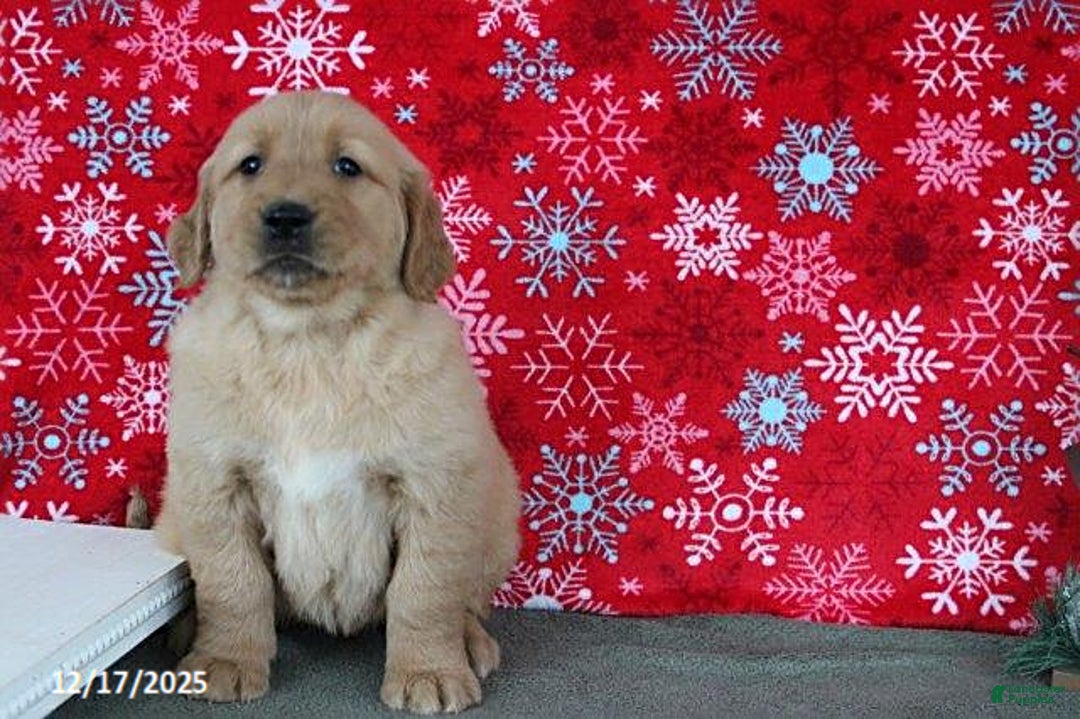 Golden Retriever dogs for sale: Beauty - Ad 2