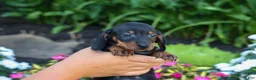 Miniature Dachshund dogs for sale: Zeke🐾 - Ad 12