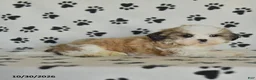 Shih Tzu dogs for sale: Princess - Ad 3