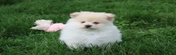 Pomeranian dogs for sale: Koda  - Ad 12