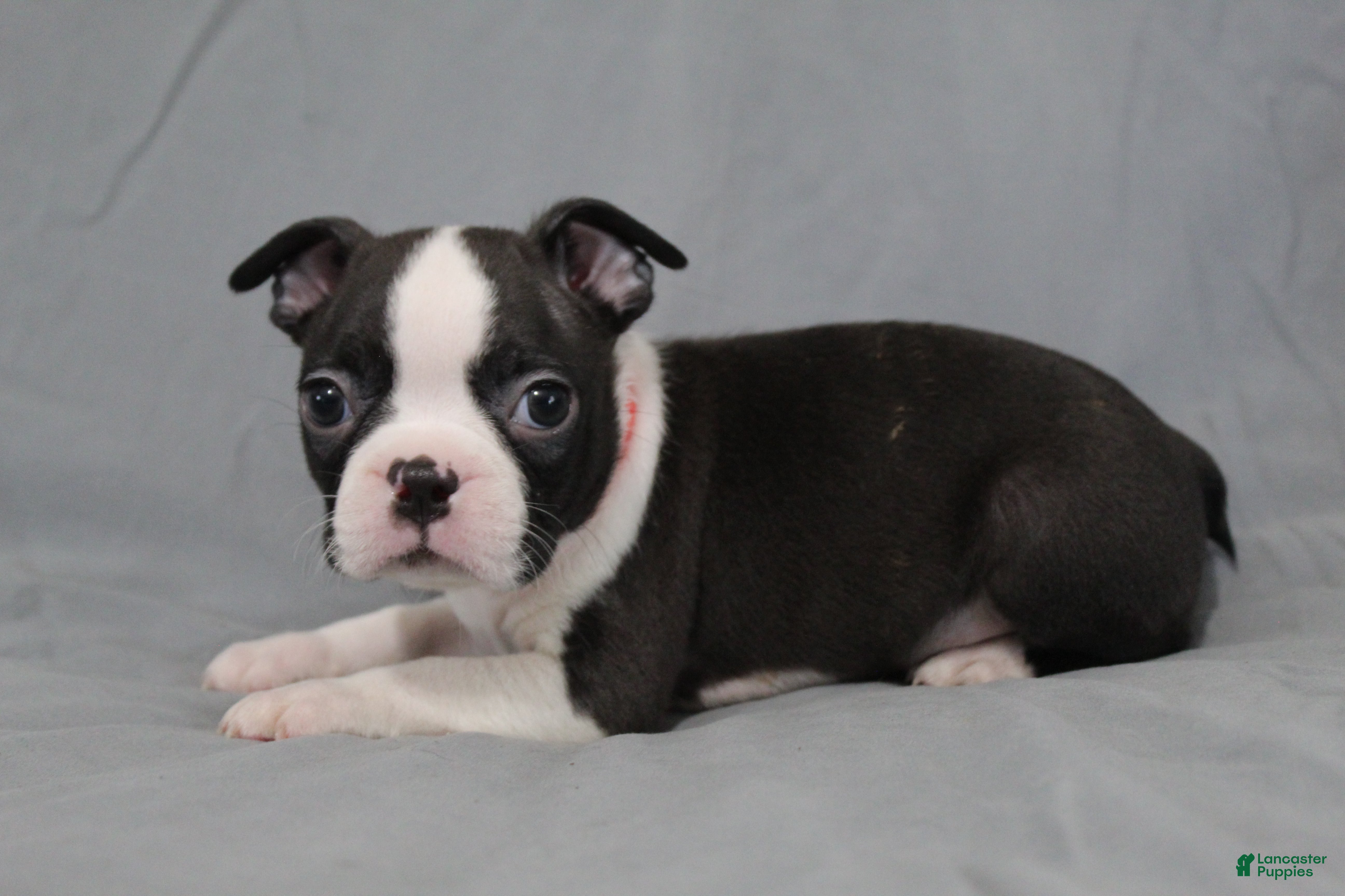 Boston Terrier dogs Levi - Ad 1