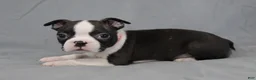 Boston Terrier dogs for sale: Levi - Ad 1