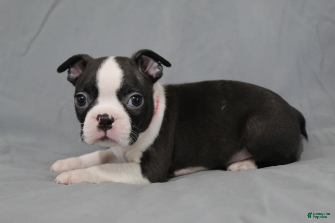 Boston Terrier dogs for sale: Levi - Ad 1