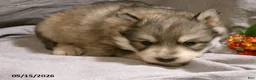 Pomsky dogs for sale: Alex - Ad 4