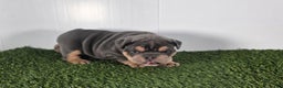 Olde English Bulldogge dogs for sale: Bella  - Ad 5