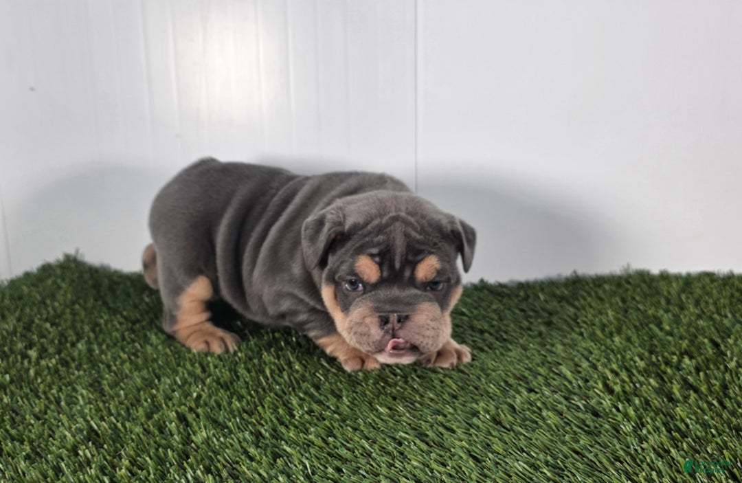 Olde English Bulldogge dogs for sale: Bella  - Ad 5