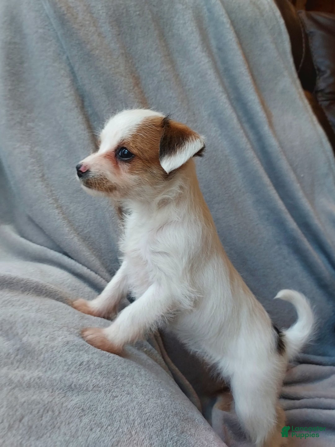 Jackapoo dogs for sale: Kenzie - Ad 3