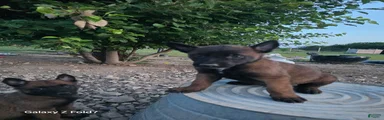 Belgian Malinois Puppy 2