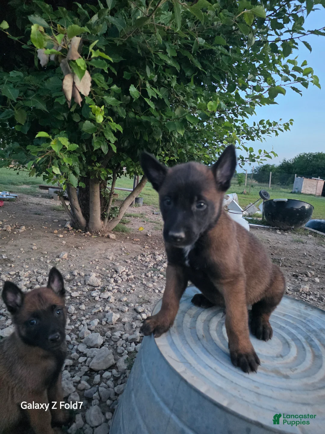 Belgian Malinois dogs for sale: Belgian Malinois Puppy 2 - Ad 1