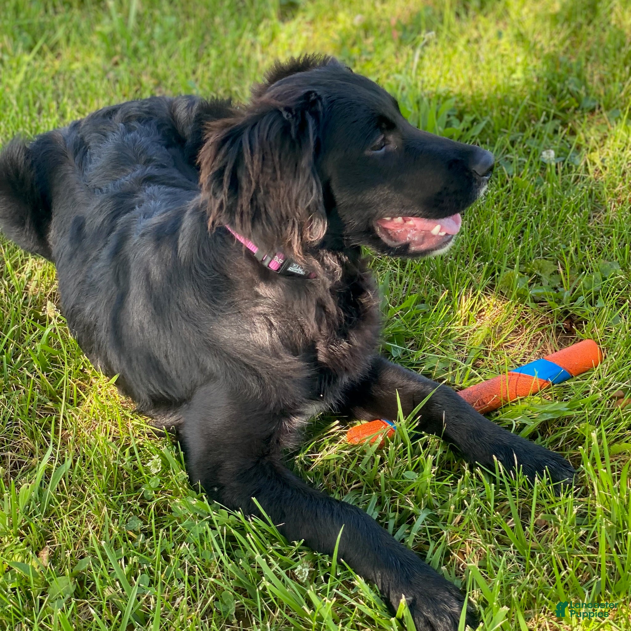 Mixed Breed dogs Bella - Ad 28