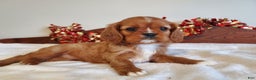 Cavalier King Charles Spaniel dogs for sale: GINGER - Ad 1