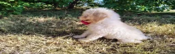 Mini Goldendoodle dogs for sale: Mini Goldendoodle 8 - Ad 7