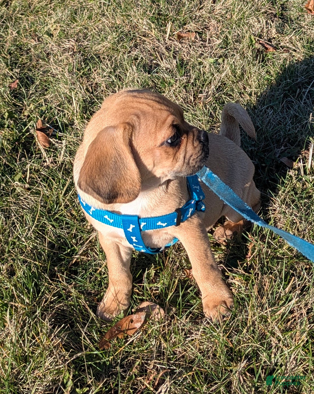 Puggle dogs for sale: Brent - Ad 13