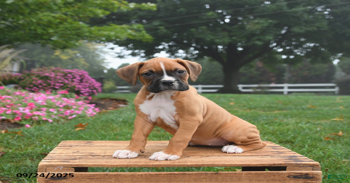 Bonnie for sale in West Earl Township Lancaster Puppies