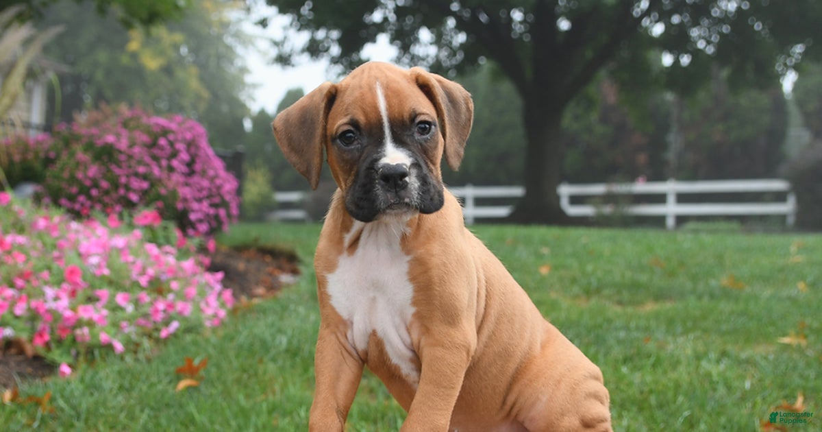 Bonnie for sale in West Earl Township Lancaster Puppies