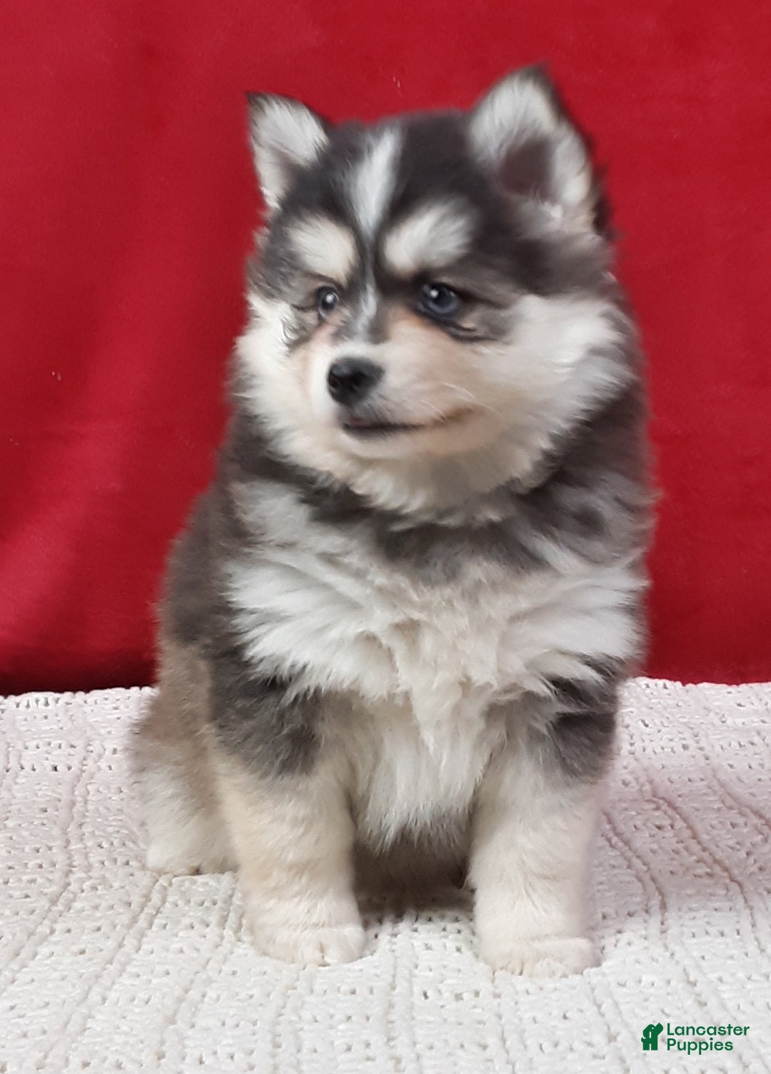 Pomsky dogs for sale: Paisley  - Ad 4