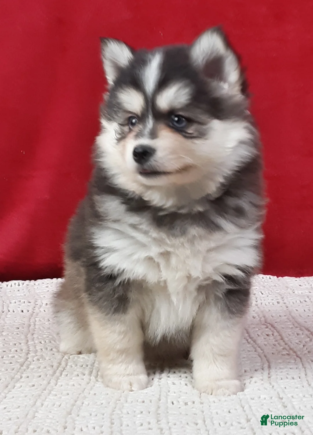 Pomsky dogs for sale: Paisley  - Ad 4