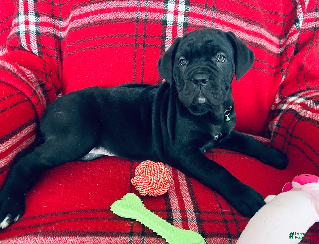 Cane Corso dogs for sale: Cane Corso Puppy 1 - Ad 9