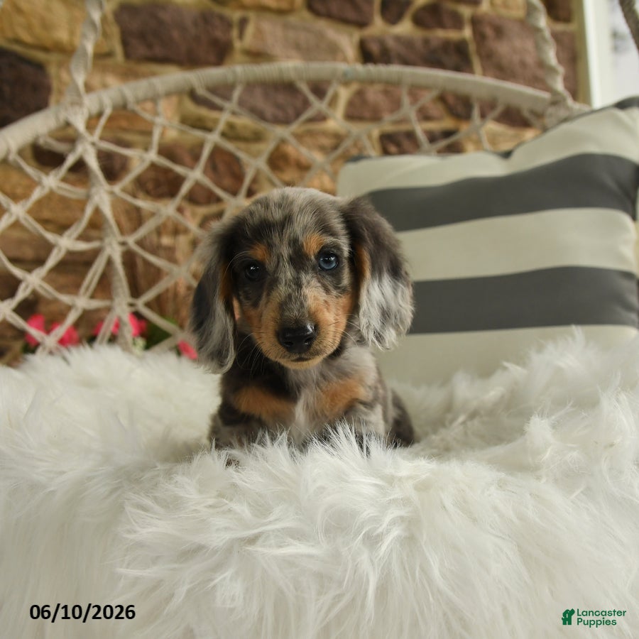 Dachshund dogs Jake - Ad 1