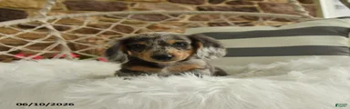 Jake