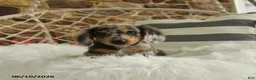 Dachshund dogs for sale: Jake - Ad 1
