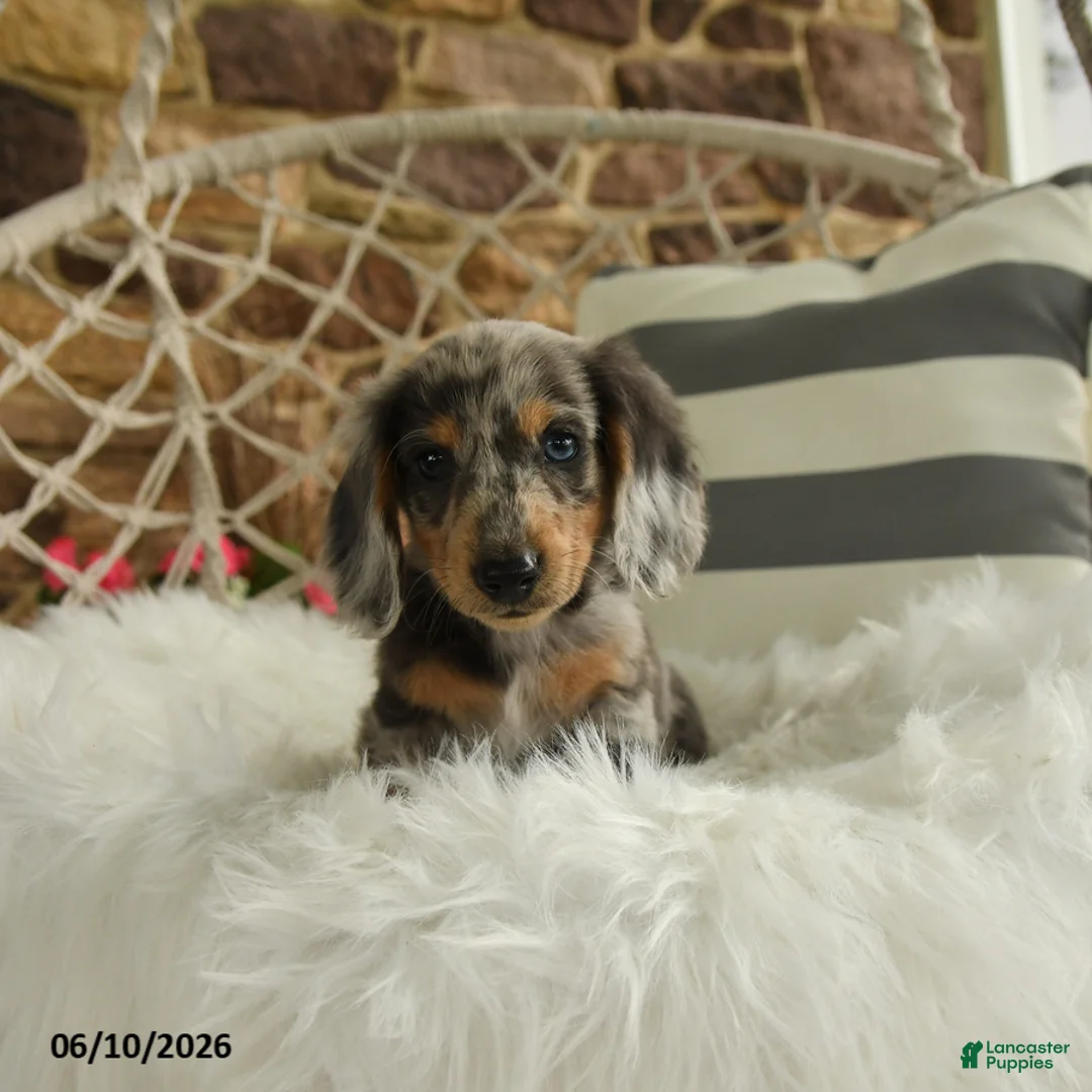 Dachshund dogs for sale: Jake - Ad 1