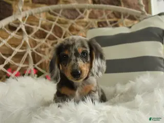 Dachshund dogs for sale: Jake - Ad 3