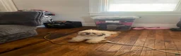 Shihpoo dogs for sale: Shihpoo 1 - Ad 5