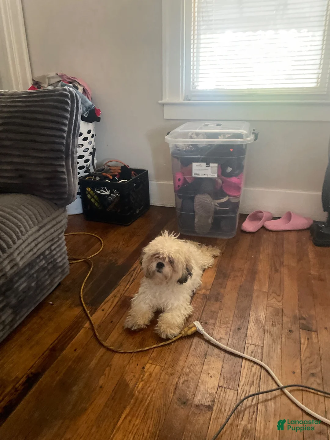 Shihpoo dogs for sale: Shihpoo 1 - Ad 5