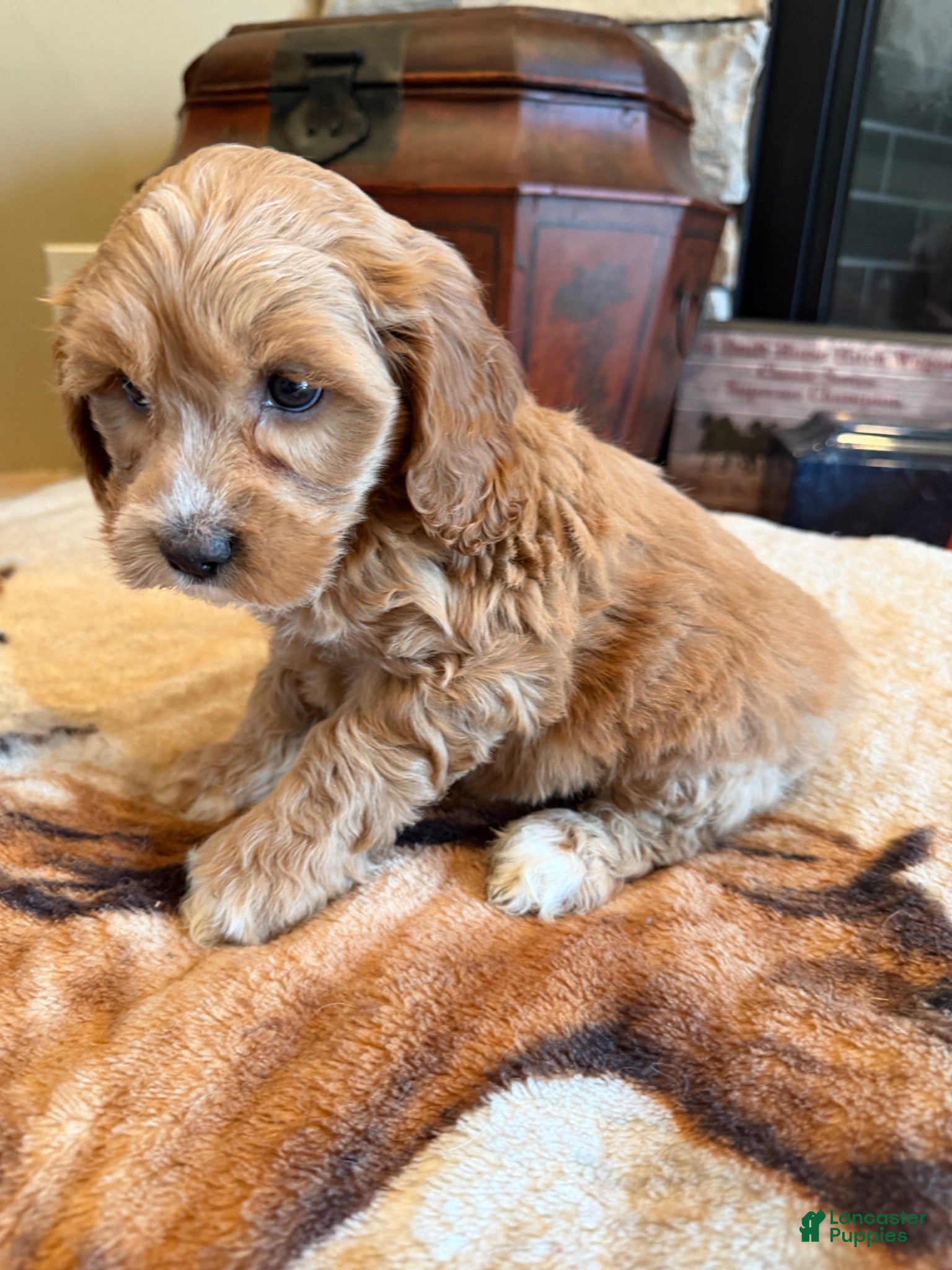 Cockapoo dogs Shay - Ad 1