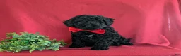 Miniature Poodle dogs for sale: Daine - Ad 5