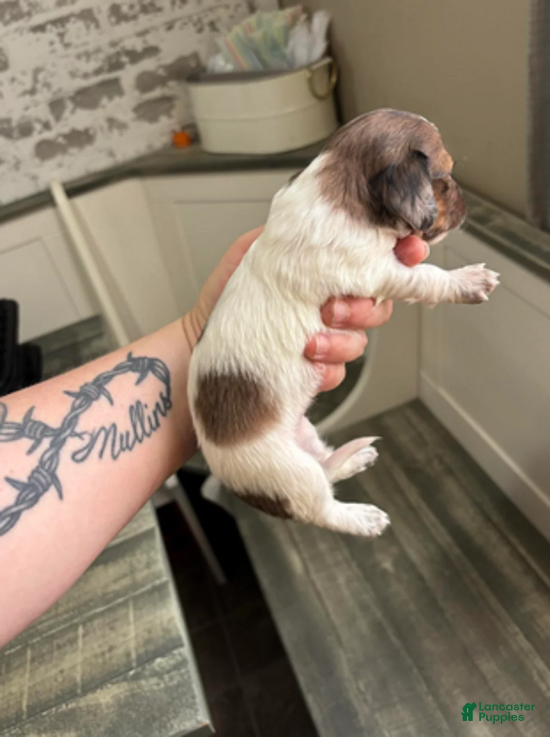 Dachshund dogs for sale: Shaded red dapple - Ad 2