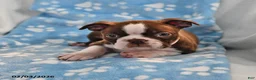 Boston Terrier dogs for sale: Jimmy - Ad 3