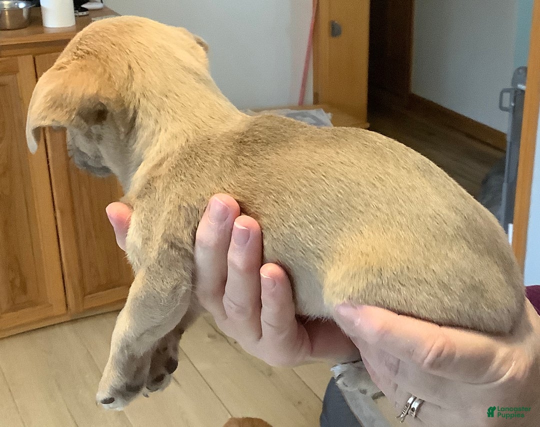 Chihuahua dogs for sale: Chihuahua Puppy 3 - Ad 2